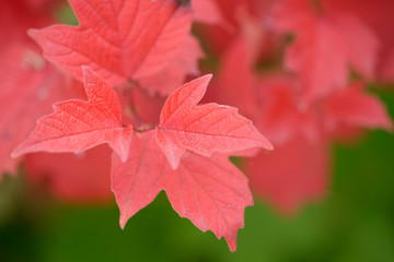 Herbstlaub des gemeinen Schneeball