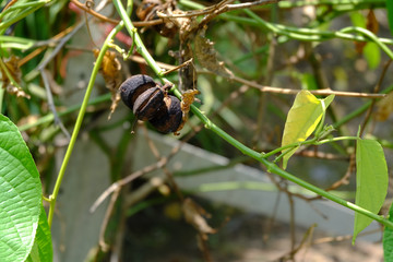 Sacha inchi peanuts in the garden, chainat Thailand.