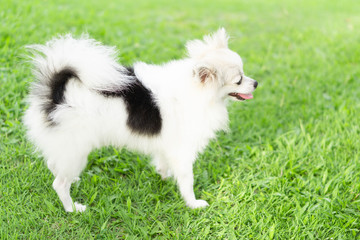 Naklejka premium Closeup puppy pomeranian playing on green grass nature background, dog healthy concept, selective focus