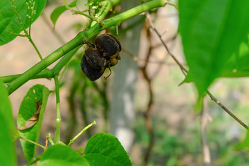 Sacha inchi peanuts in the garden, chainat Thailand.