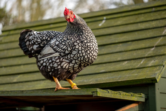 Adult Wyandotte  hen seen perched on top of her hen house, just above the egg laying area. She can be seen looking at our of view chickens with the expectation of jumping down.