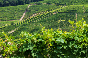 langhe viticoltura vigneto-giardino
