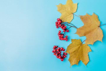 maple leaves and Rowan berries on a blue background