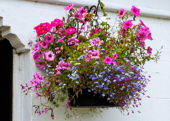 A vibrant and colourful display of flowers in a hanging basket against a stark white wall
