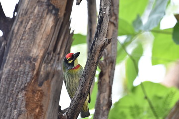 Copper Smith Barbet (Psilopogon haemacephalus) of the order piciformes hanging on a tree branch and observing the nature sighted at Panna National Park, Madhya Pradesh, India, Asia
