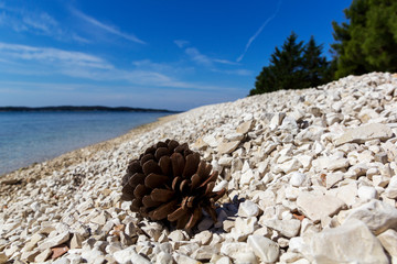 Pine cone on the beach
