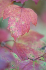 Herbstlaub des gemeinen Schneeball