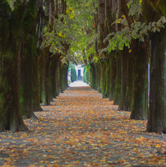 long tree lined avenue covered with yellow leaves from autumn. Milan - Italy