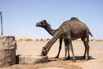 Drinking camel