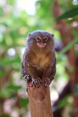 Uistitì - Small Monkey