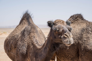 Camel portrait