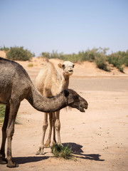 Eating camels