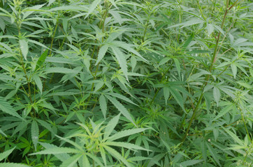 Wild Marijuana Field In Manali