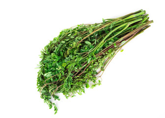 Closeup young moringa leaves branch, herb and medical concept