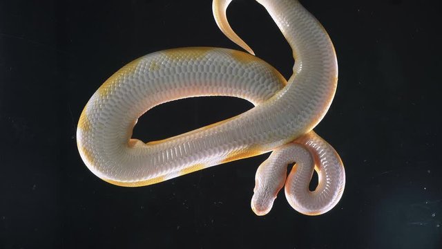 Footage of albino ball royal phyton, camera rushed down