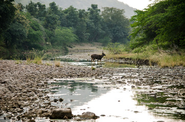 Deer in Ranthambore National Park, India