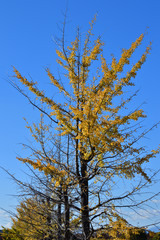 青空を背景にして、黄葉したイチョウの樹の並木を撮影した写真
