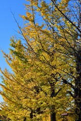 青空を背景にして、黄葉したイチョウの樹の並木を撮影した写真