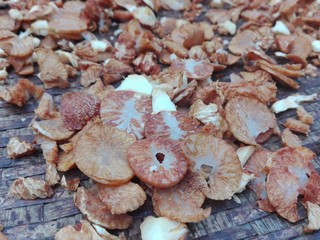mushrooms on the grill