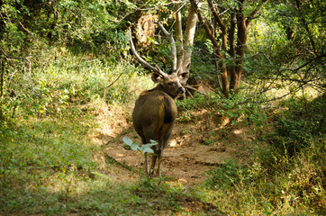 deer in the forest
