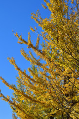 Fototapeta na wymiar 青空を背景にして、黄葉したイチョウの樹の並木を撮影した写真