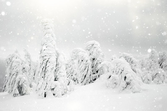 Scenic winter landscape with snowy fir trees and small cottage.