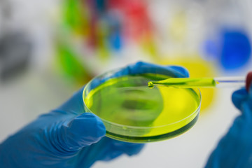 Scientist pipetting sample into petri dish in laboratory