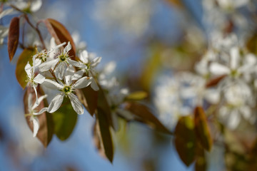 blühende Kupfer-Felsenbirne