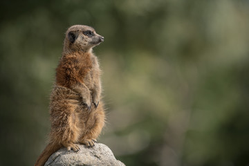 Naklejka na ściany i meble Standing cute meerkat guardian with blurry background