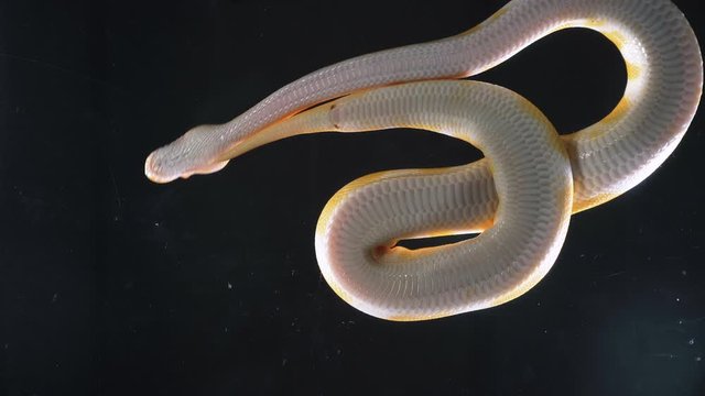 Footage of albino royal phyton, camera rushed down