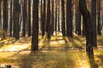 Sunny gaps between the trunks of pine trees in the forest