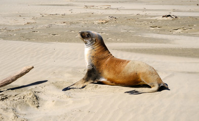 New Zealand female sea lion, Surat Bay, Catlins, New Zealand