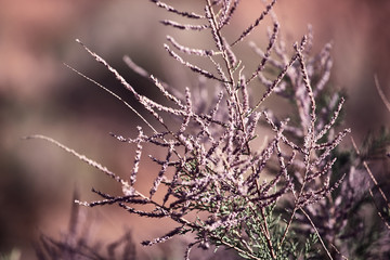blooming saxaul in the Gobi desert
