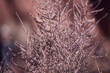 blooming saxaul in the Gobi desert