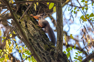 Close photo of a squirrel on a climbing tree