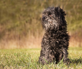 dog on green grass, russian bolognese dog