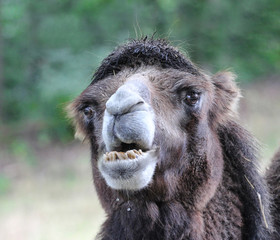 portrait of a camel with bokeh background