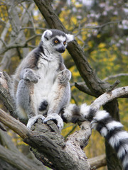 ring tailed lemur on branch of tree