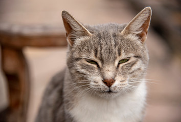Portrait of a gray cat on a blurred background.