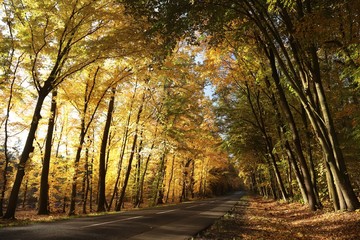 Country road among oaks on a sunny autumn morning