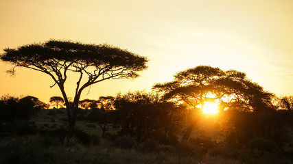 Puesta de sol africa tarangire national park