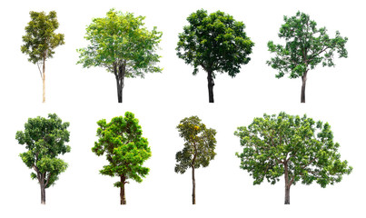 Isolated trees collection on white background