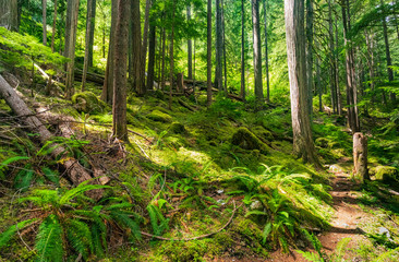 Wald mit Moos - Thunder Creek Trailhead