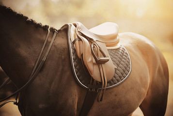 The back of a Bay horse, which is worn: saddle, saddlecloth and stirrup, which are illuminated by...