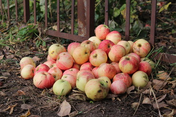 lots of fresh apples on the ground in the garden 