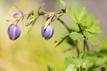 Beautiful mountain flowers. Lush mountain vegetation close up and fabulously beautiful flowers