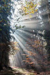 Fototapeta premium God beams - sunbeams in the morning forest