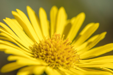 Beautiful mountain flowers. Lush mountain vegetation close up and fabulously beautiful flowers