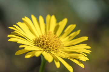 Beautiful mountain flowers. Lush mountain vegetation close up and fabulously beautiful flowers