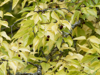 Celtis occidentalis | Micocoulier occidental aux feuilles ovales et jaunies d'automne aux petites...